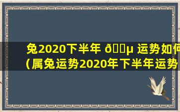 兔2020下半年 🌵 运势如何（属兔运势2020年下半年运势如何 🐘 ）